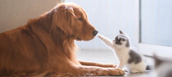 プロフィールムービーで愛猫や愛犬などペットを紹介